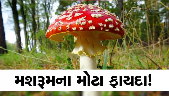 મશરૂમ ખાઓ અને મોજમાં રહો, તમારો 'પેલો' પ્રોબ્લેમ પણ થઈ જશે દૂર