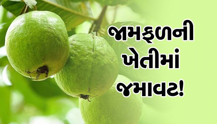 જામફળની ખેતી કરીને લાખોની કમાણી કરવા માંગતા હોવ તો તુરંત જાણી લો આ અગત્યની માહિતી