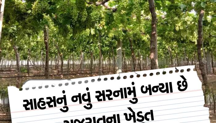 દ્રાક્ષની ખેતીનો ગુજરાતમા ડંકો વાગ્યો,કિસાન ધારે તો સોનું પણ ઉગાડવાની ધરાવે છે તાકાત