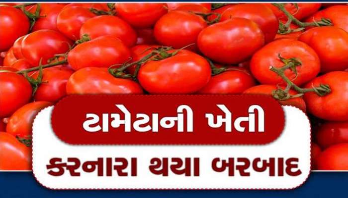 ટામેટાની ખેતી કરનારા ગુજરાતના ખેડૂતો થયા બરબાદ, બમણી આવકના ચક્કરમાં સર્વસ્વ લૂંટાયું