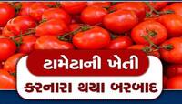 ટામેટાની ખેતી કરનારા ગુજરાતના ખેડૂતો થયા બરબાદ, બમણી આવકના ચક્કરમાં સર્વસ્વ લૂંટાયું
