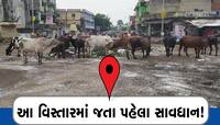 ગુજરાત ભરમાં રઝળતાં ઢોરનો કાયદો કાગળ પર! આ જગ્યાએ 24 કલાકમાં 2 લોકો સાથે દુર્ઘટના