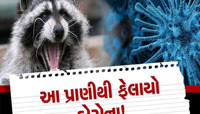 Coronavirus Source: ચામાચીડિયા નહીં આ પ્રાણીથી ફેલાયો CORONA ! ચીનના વૈજ્ઞાનિકોનો મોટો ખુલાસો