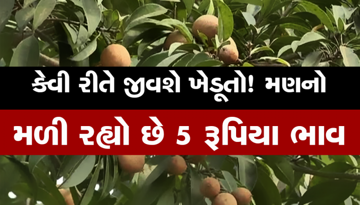 ના હોય! ગુજરાતમાં ચીકુનો ભાવ ગગડતા ખેડૂતોએ ઘરના રૂપિયા મૂકવા પડે એવી સ્થિતિ...!