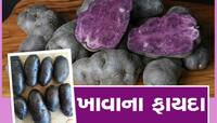 કાળા બટાકાની ખેતી ચર્ચામાં, સ્પેશિયલ અમેરિકાથી બિયારણ મંગાવી કરી ખેતી