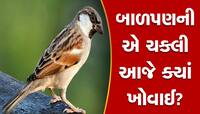 અનોખો ચકલી પ્રેમ: વિશ્વ ચકલી દિવસ પર ચકલી બચાવવા નવતર પ્રયોગ, સ્પેરો હાઉસ બનાવાયું