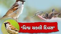 કયા હેતુ સાથે ઉજવવામાં આવે છે વર્લ્ડ સ્પેરો ડે અને શું છે તેનું મહત્વ?
