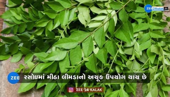 મીઠા લીમડાના પાન સ્ટૉર કરવાની આ છે સાચી રીત! લાંબા સમય બગડશે નહીં