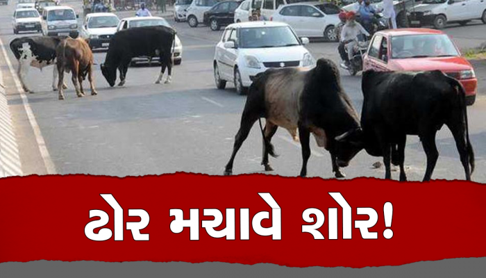 આ શહેરમાં જતા પહેલા સાવધાન, મળી શકે છે ગમે ત્યાં મોત! જાણો તંત્રની છે મજબૂરી કે બેદરકારી?