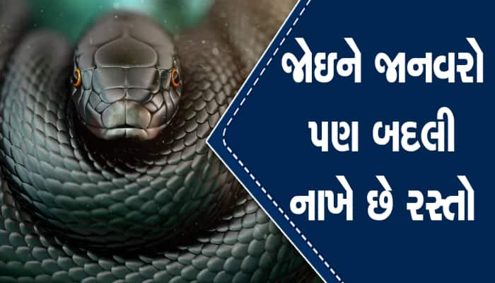 આ છે દુનિયાનો સૌથી ઝેરીલો સાપ, મિનિટોમાં નાખી દેશે મોતના મુખમાં