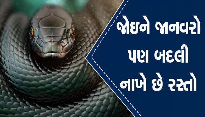 આ છે દુનિયાનો સૌથી ઝેરીલો સાપ, મિનિટોમાં નાખી દેશે મોતના મુખમાં