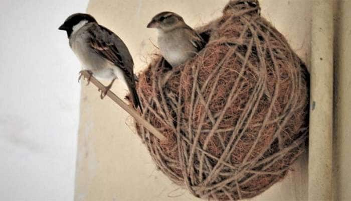 જાણો કયા પક્ષી ઘરમાં માળો બનાવે તે છે શુભ અને કયા પક્ષીનું આગમન અશુભ