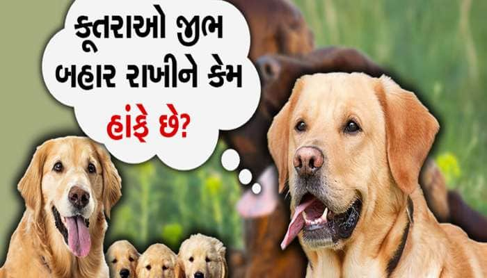 કૂતરાઓ જીભ બહાર રાખીને કેમ હાંફે છે? આની પાછળ છુપાયેલું છે રોચક કારણ