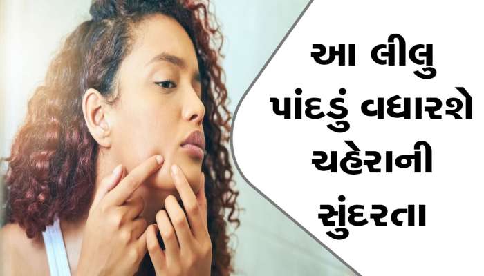 Pimple, Acne અને Wrinkles નું નામોનિશાન દૂર કરી દેશે આ એક લીલું પત્તુ, સાથે મિક્ત કરો આ ત્રણ વસ્તું