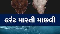 ગુજરાતની દરિયાઈ દુનિયામાંથી એક રહસ્યમયી જીવ મળી આવ્યું, માછીમારો ગભરાયા