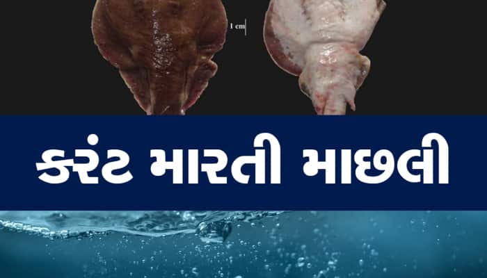 ગુજરાતની દરિયાઈ દુનિયામાંથી એક રહસ્યમયી જીવ મળી આવ્યું, માછીમારો ગભરાયા