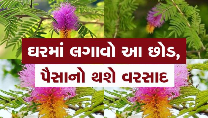 Vastu Tips: દરેક સમસ્યા માટે રામબાણ છે આ છોડ, શનિદેવની સાડી સતીથી પણ આપે છે રાહત
