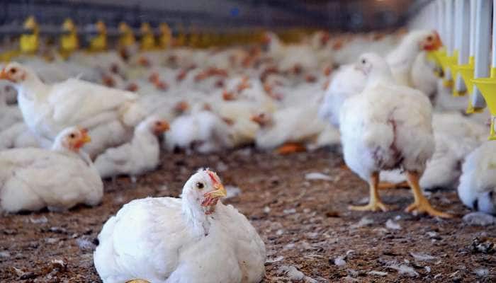મરઘી પક્ષી છે કે જાનવર? ગુજરાતમાં નવી ચર્ચા વચ્ચે ચિકન શોપ બંધ, જાણો શું છે મામલો