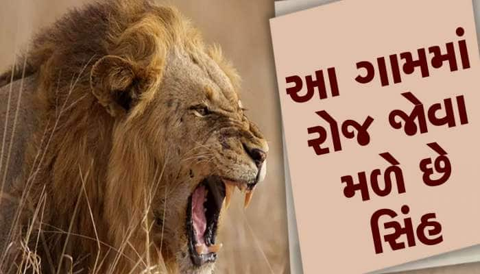 ગુજરાતના આ ગામમાં ખુલ્લામાં ફરે છે સિંહ, ક્યારેક લોકો સાથે ઉભા પણ રહે છે