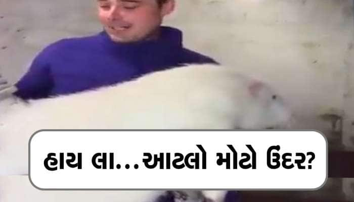 તમે ક્યારેય જોયો છે આટલો મોટો ઉંદર ? વીડિયો જોઈને લોકો ફફડી ગયા, ઘરમાં આવી જાય તો ..