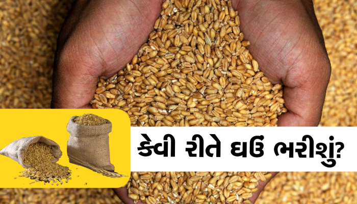 ઘઉં ભરવાની સીઝન સમયે જ ઘઉં મોંઘા થયા, હવે આટલા રૂપિયા વધુ ચૂકવવા પડશે