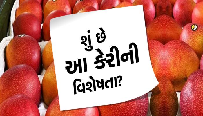 વિશ્વની સૌથી મોંઘી કેરી: 1 કિલોના ભાવમા આવે છે 4 તોલા સોનું! 1 પીસ ખરીદવી પણ મુશ્કેલ
