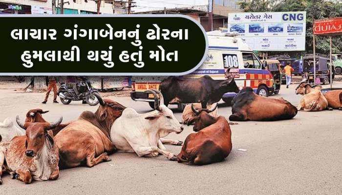 રખડતા ઢોરનો આતંક! વડોદરાની વૃદ્ધાના પરિવારે માગ્યું 25 લાખનું વળતર, કોર્ટમાં પહોંચશે
