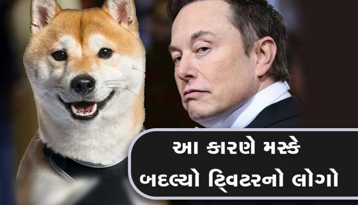 બધો ધંધો છે બાબુ ભૈયા, એલન મસ્કે Twitter પર  કૂતરો એમ જ નથી મૂક્યો, અબજોની કરી કમાણી