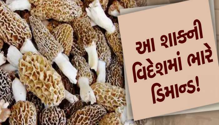 30,000 રૂપિયે કિલોમાં વેચાય છે આ શાક, દેશ-વિદેશમાં તેના માટે થાય છે પડાપડી!