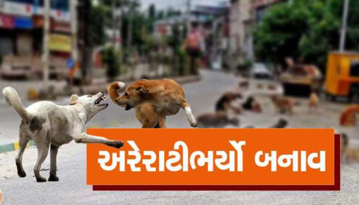 રંગીલા રાજકોટમાં ડાઘીયા કુતરાનો ત્રાસ વધ્યો! આ જગ્યાએ જતાં હોય તો થોભી જજો, નહીં તો આ વૃદ્ધ જેવી થશે હાલત!