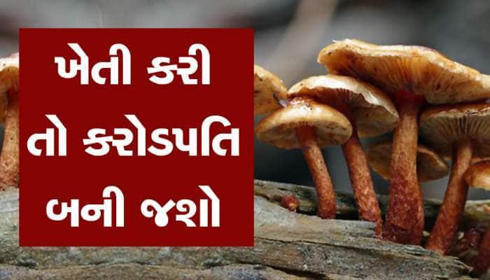 Business Idea: માત્ર 5 હજાર રૂપિયામાં શરૂ કરો જોરદાર બિઝનેસ, છપ્પડફાડ થશે કમાણી