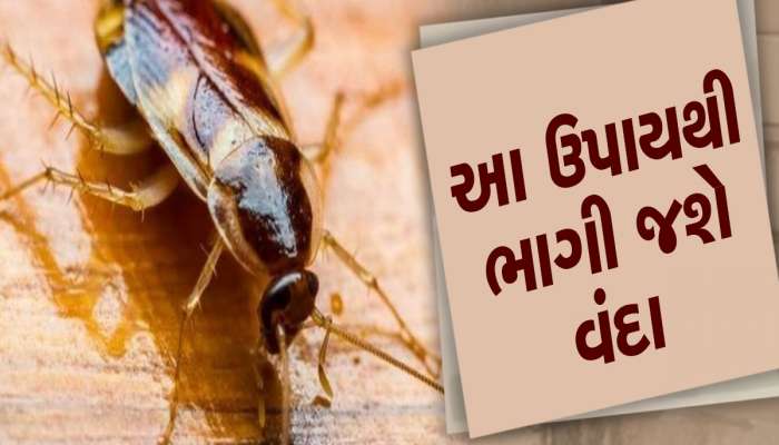 ઘરમાં જોવા મળે છે વંદાનો આતંક? અજમાવો આ 5 ઘરેલૂ નુસ્ખા, સમસ્યાથી મળી જશે છુટકારો