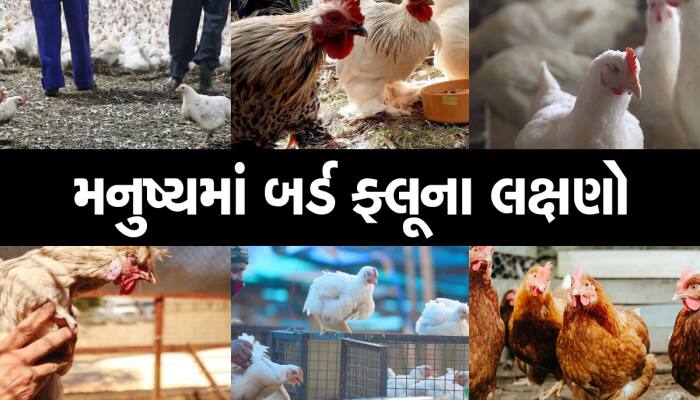 પાલતુ પ્રાણીઓથી મનુષ્યોને માટે ખતરો! ફેલાઈ શકે છે 'બર્ડ ફ્લૂ', આ  છે 10 લક્ષણો