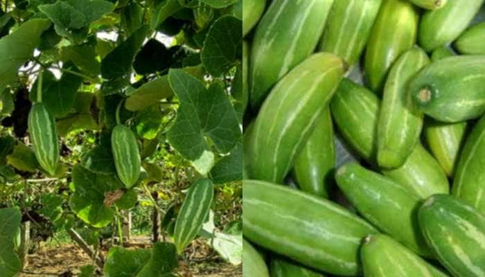 Business Idea:એક વાર વાવો અને વર્ષો સુધી કરો કમાણી, આ રીતે કરો ટીંડોળાની ખેતી