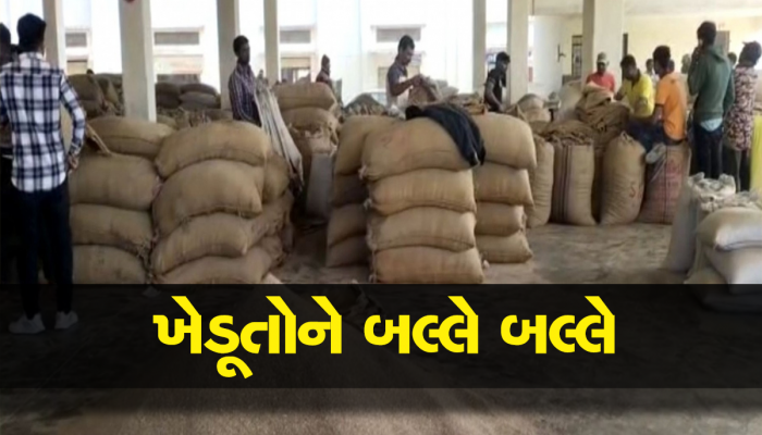 કમોસમી વરસાદ પણ ખેડૂતોનું કંઈ બગાડી ન શક્યો! રાજકોટ યાર્ડમાં જીરાનો ઐતિહાસિક ભાવ બોલાયો