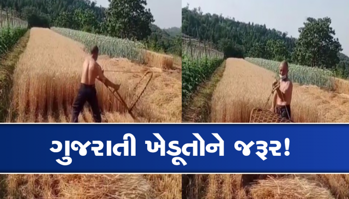 એક વ્યક્તિએ ઘઉંનું આખું ખેતર આસાનીથી કાપી નાખ્યું, આ જુગાડ સામે મશીન પણ ફેલ..તમે પણ જુઓ