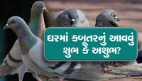 શું તમારા ઘરે પણ કબૂતર આવીને ગુટર ગું કરે છે? જાણો તેનો અર્થ, ભવિષ્યના આપે છે સંકેત