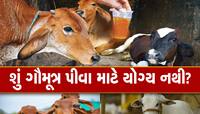 ગૌમૂત્ર પર સવાલ! કામધેનુ આયોગના પૂર્વ ચેરમેન ડૉ.વલ્લભ કથીરિયાએ રિપોર્ટને ખોટો કહ્યો