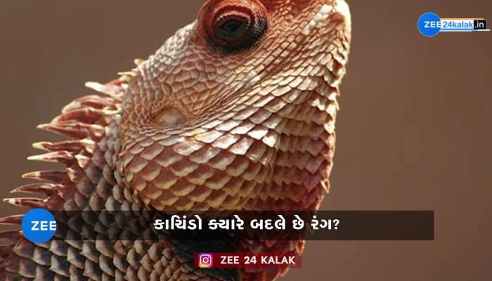 ગુસ્સો, ડર, ઠંડી... ક્યારે અને કેવી રીતે રંગ બદલે છે કાચિંડો?