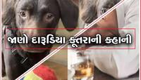 નશેડી કૂતરો ચોરીને ગટગટાવતો હતો માલિકનો દારૂ, નશામુક્તિ કેન્દ્રમાં રાખીને છોડાવી લત