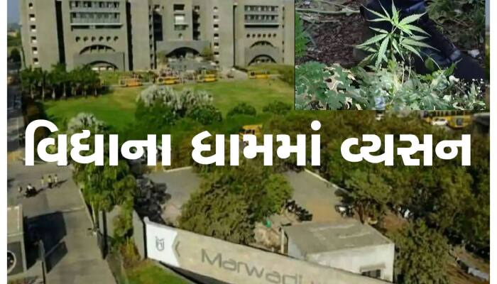 જ્યાં વિદ્યાર્થીઓ ચુમ્મા-ચાટી કરતા દેખાયા હતા, રાજકોટની એ યુનિવર્સિટીમાં મળ્યો ગાંજો