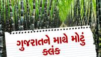 શેરડીના ખેતરમાથી ઝડપાયેલા મુદ્દામાલ જોઈ પોલીસ પણ ચોંકી, સૌથી મોટા નેટવર્કનો પર્દાફાશ