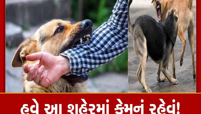 ગુજરાતના આ જિલ્લામાં રખડતાં કુતરાઓનો આંતક, આંકડા અને હકીકત છે ખૂબ જ ચોંકાવનારા