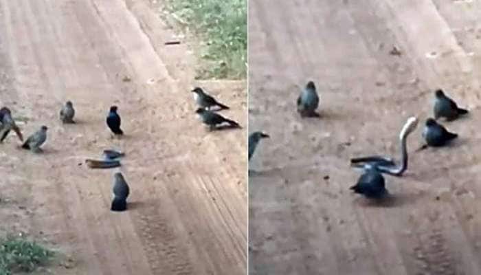Viral: પક્ષીઓના ચક્રવ્યૂહમાં ફસાઈ ગયો સાપ, વારાફરતી બધાએ હાથ સાફ કરી લીધો, જુઓ Video