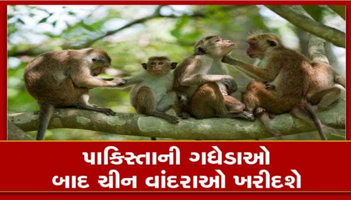 Monkey Export: શ્રીલંકા એક લાખ વાંદરાઓ ચીન મોકલશે, જાણો શું છે તેની પાછળનું કારણ