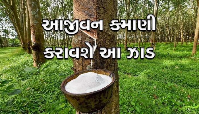 Business Idea : કમાણીનું સાધન છે આ ઝાડ, એક વાર લગાવ્યું તો 40 વર્ષ આપશે પૈસા