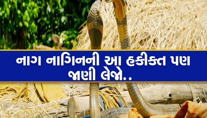 શું નાગિન ખરેખર નાગના મૃત્યુનો બદલો લે છે? જાણી લો આમાં કેટલું છે સત્ય