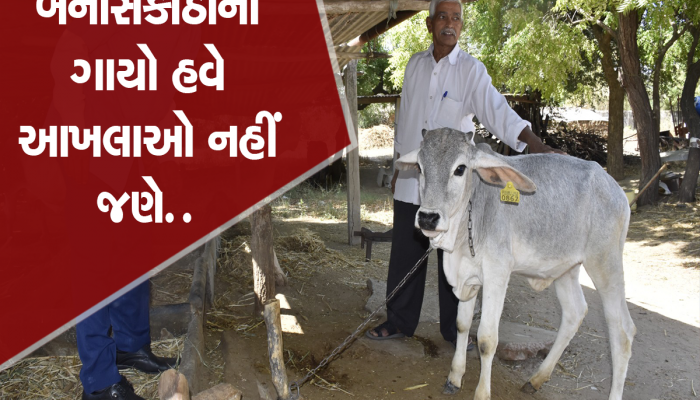 ભરોસાની ભેંસ હવે પાડો નહિ જણે, આ એક ડોઝથી પશુપાલકોના જીવનમાં ખુશીઓ આવી 