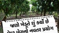 કમોસમી વરસાદ પણ આ ગુજરાતી ખેડૂતનું કંઈ બગાડી ના શક્યો, આખી વાડીમાં ઝૂલે છે કેરીઓ