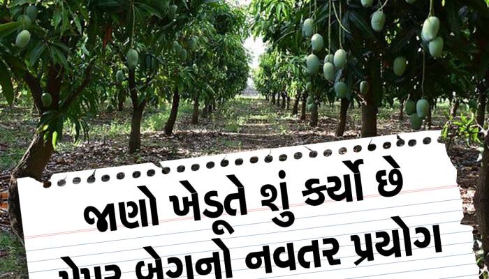 કમોસમી વરસાદ પણ આ ગુજરાતી ખેડૂતનું કંઈ બગાડી ના શક્યો, આખી વાડીમાં ઝૂલે છે કેરીઓ